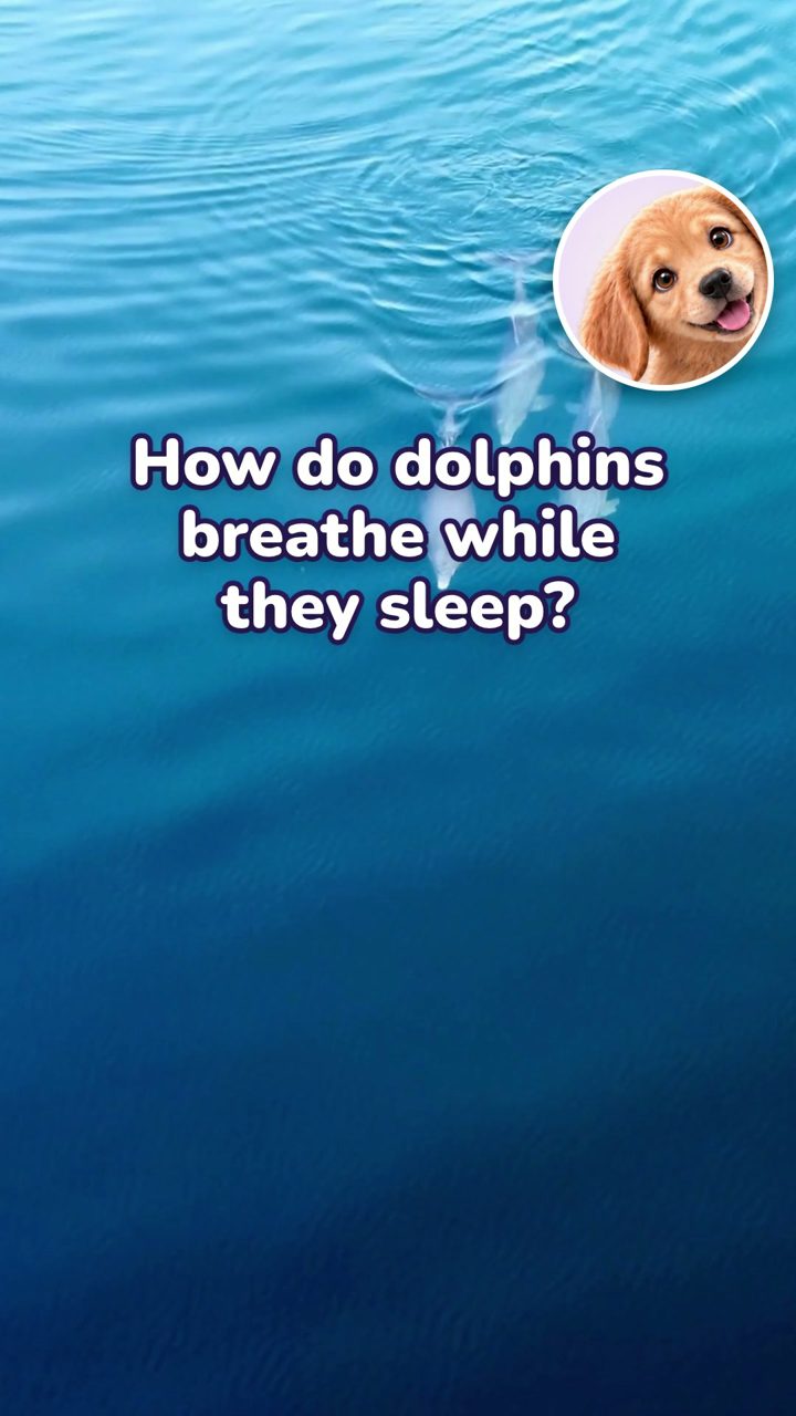Episode 1 cover: dolphins swimming at the surface