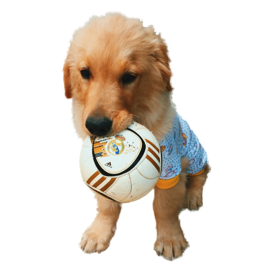 The real Luckid: a golden retriever puppy holding a soccer ball